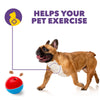 amicus Crazy Ball - 15x100g + 15x300g Treat Dispenser - Dog Toy (Red/Blue)